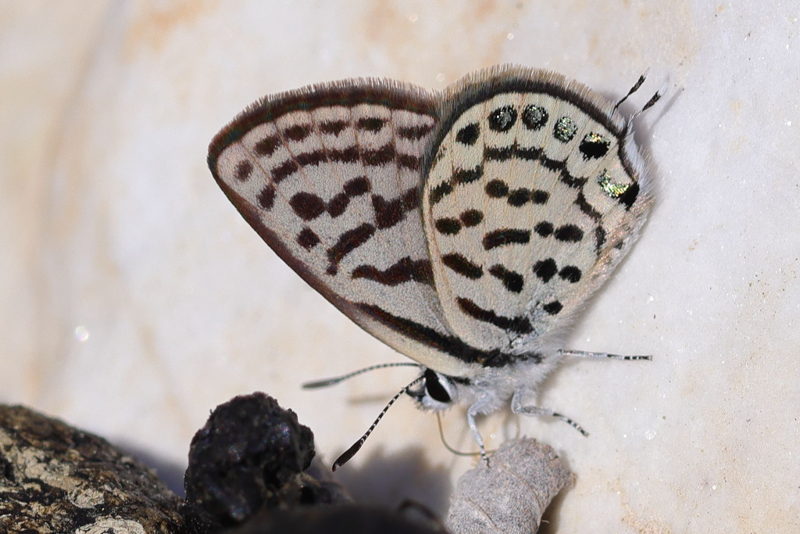 Klein christusdoornblauwtje - Tarucus balkanicus (GR)