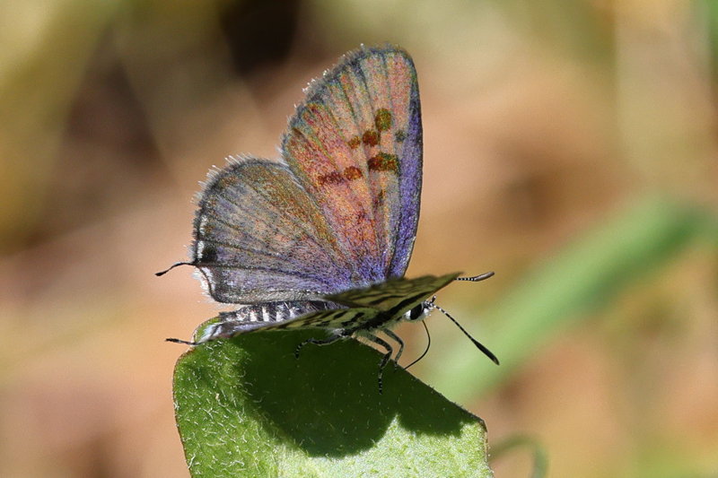 Klein christusdoornblauwtje - Tarucus balkanicus (GR)