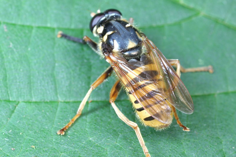 Temnostoma vespiforme, Echte wespvlieg ♂