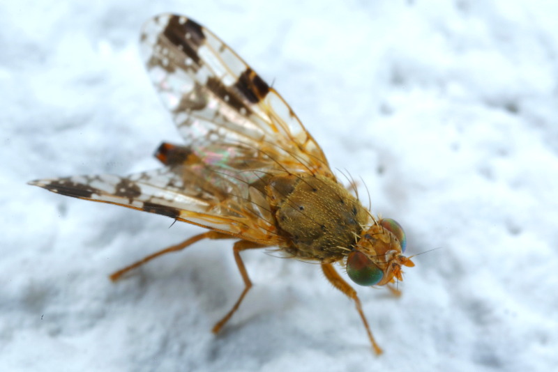 Donkere klitboorvlieg, Tephritis bardanae ♀