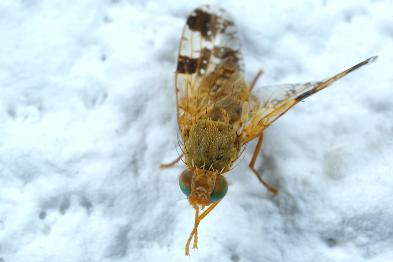 Donkere klitboorvlieg, Tephritis bardanae ♀