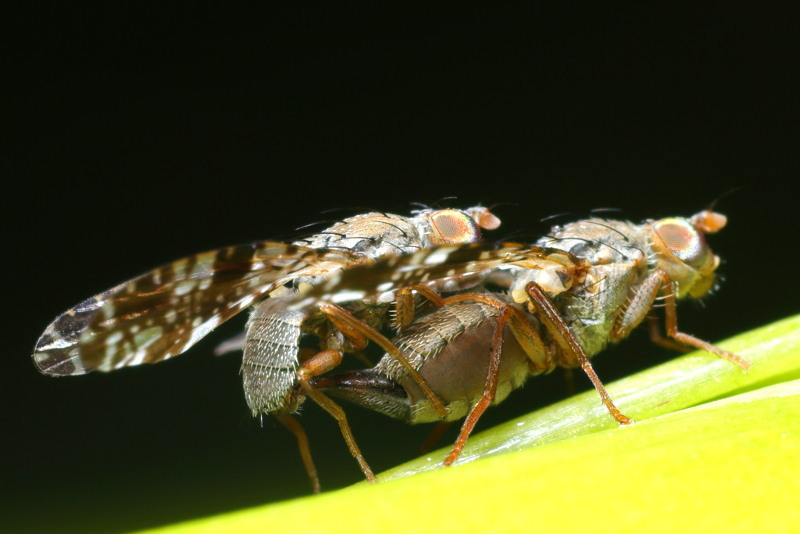 Biggenkruidboorvlieg, Tephritis vespertina