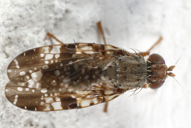 Biggenkruidboorvlieg, Tephritis vespertina