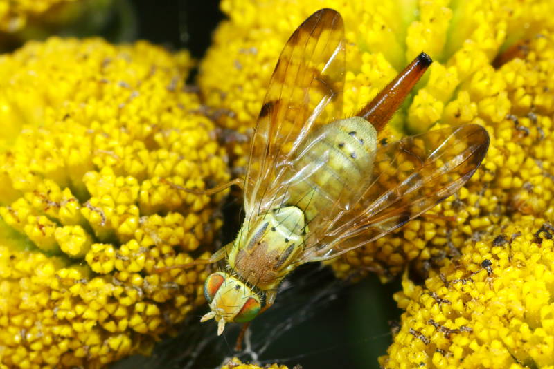 Gele klitboorvlieg, Terellia tussilaginis ♀