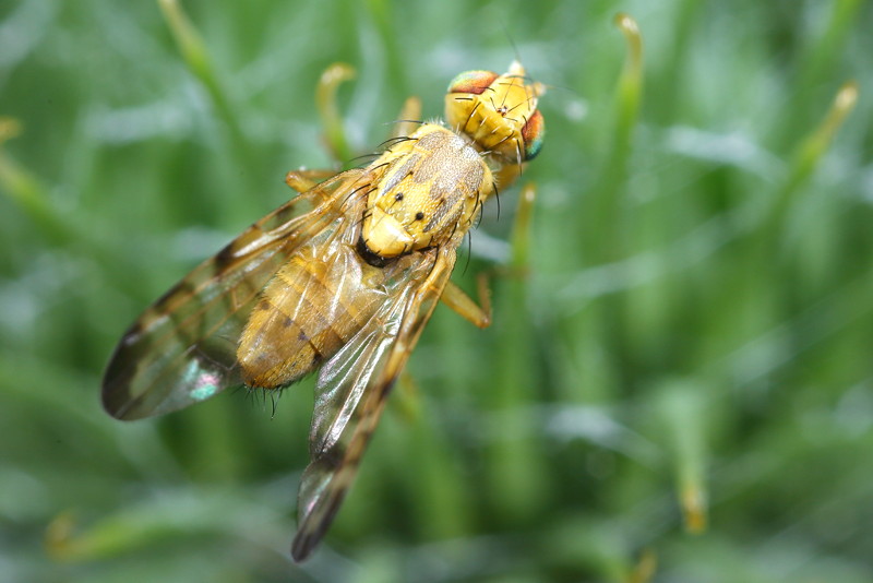 Gele klitboorvlieg, Terellia tussilaginis ♂