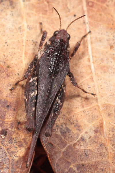 Zeggendoorntje, Tetrix subulata