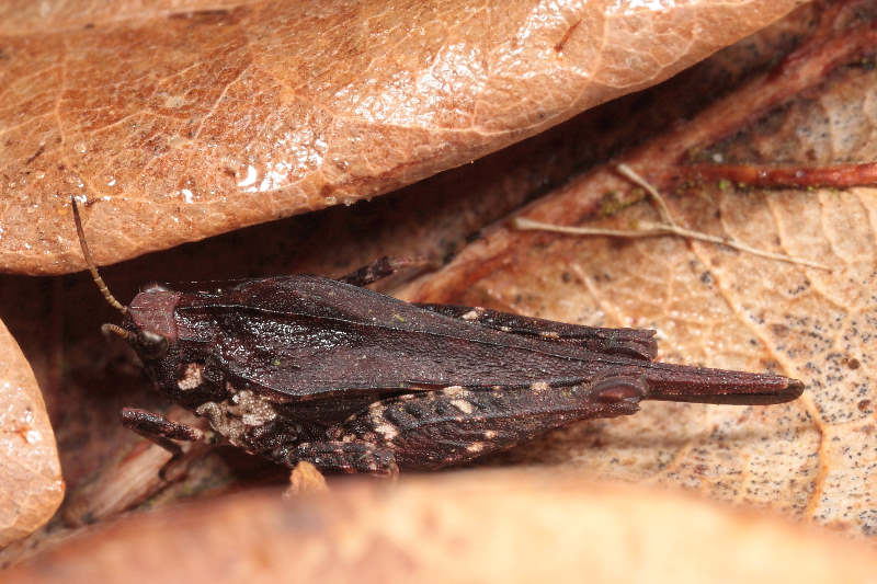 Zeggendoorntje, Tetrix subulata