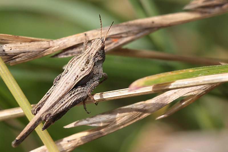 Zeggendoorntje, Tetrix subulata