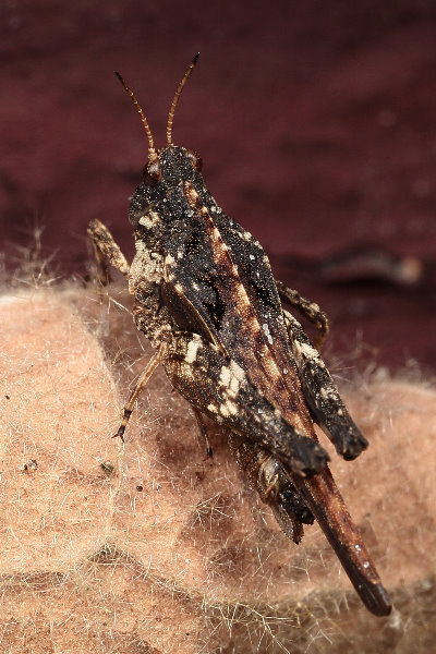 Zeggendoorntje, Tetrix subulata