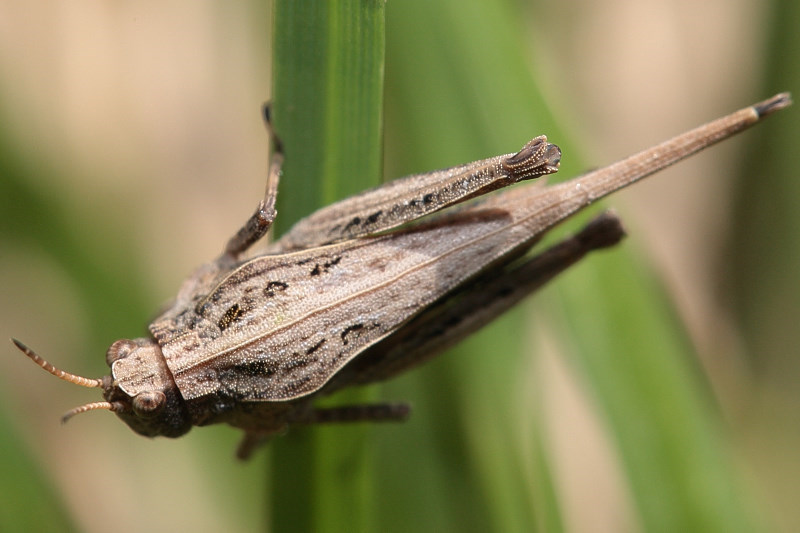 Zeggendoorntje, Tetrix subulata