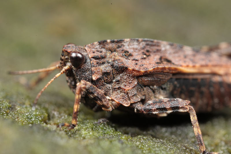 Gewoon Doorntje, Tetrix undulata