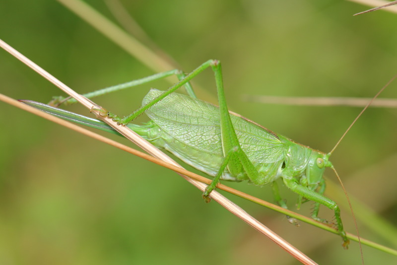 Kleine Groene Sabelsprinkhaan, Tettigonia cantans ♀