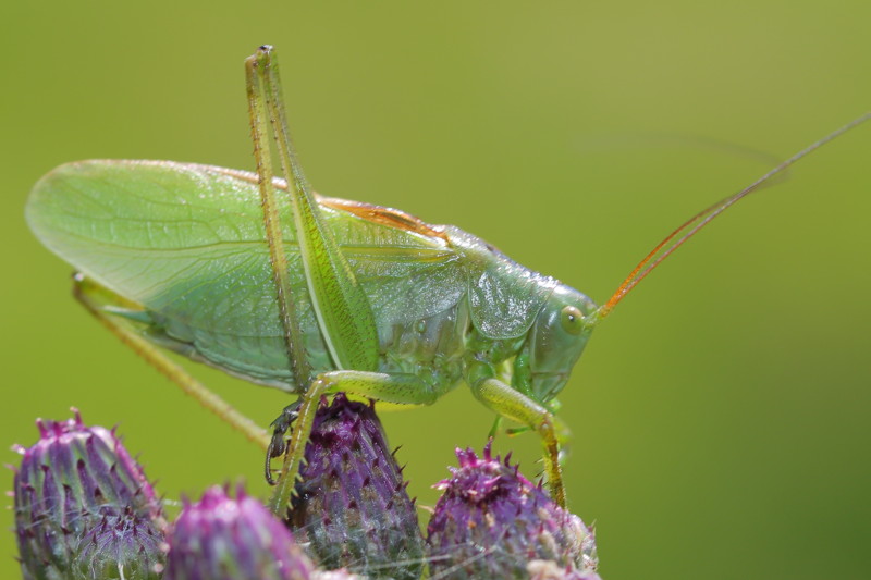Kleine Groene Sabelsprinkhaan, Tettigonia cantans ♂