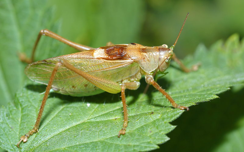 Kleine groene sabelsprinkhaan, Tettigonia cantans &male; (FR)