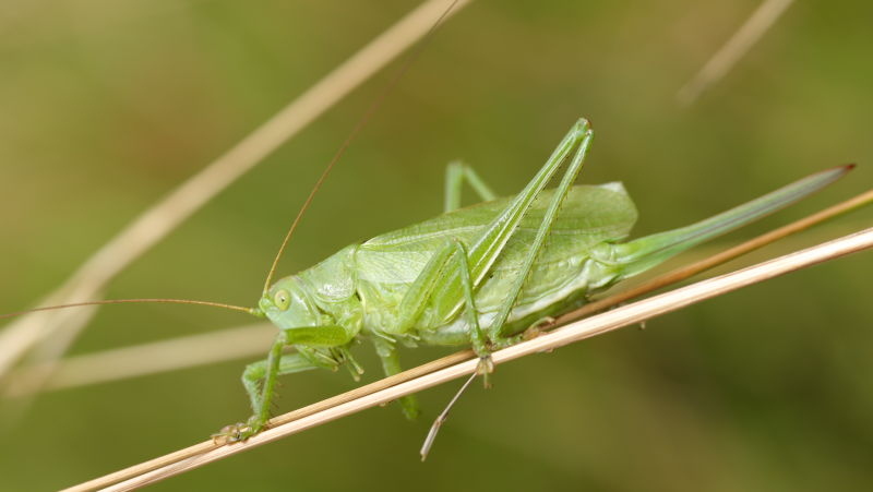 Kleine groene sabelsprinkhaan, Tettigonia cantans &female; (CZ)