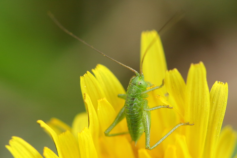 Tettigonia viridissima juveniel ♂