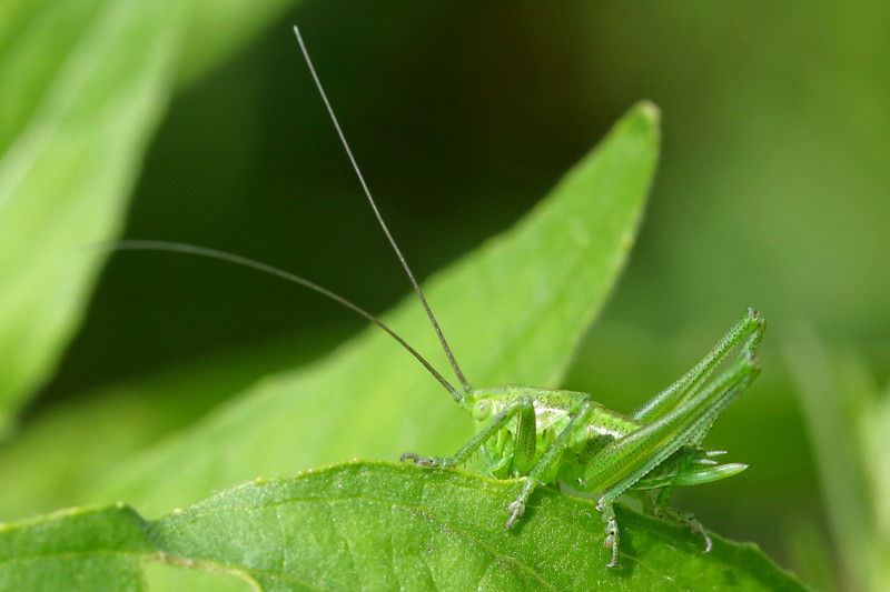 Tettigonia viridissima juveniel ♀