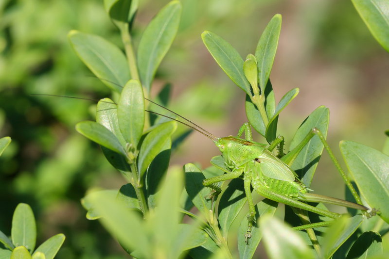 Tettigonia viridissima juveniel ♀