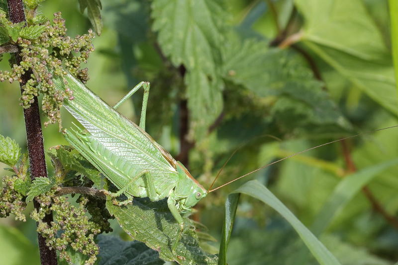 Grote groene sabelsprinkhaan ♂