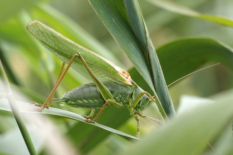 Grote groene sabelsprinkhaan, Tettigonia viridissima ♂ zingend
