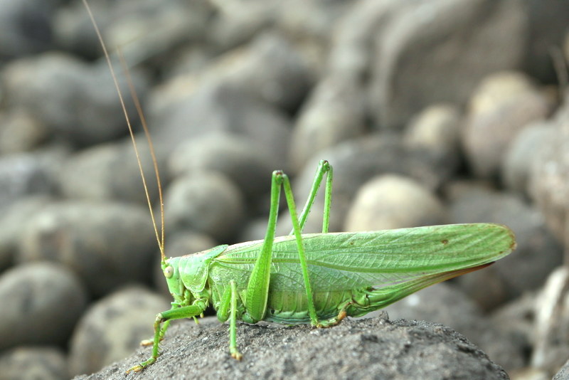 Grote groene sabelsprinkhaan, Tettigonia viridissima ♀