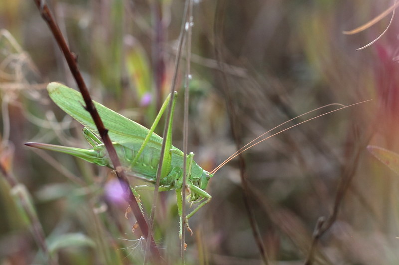 Grote groene sabelsprinkhaan, Tettigonia viridissima ♀