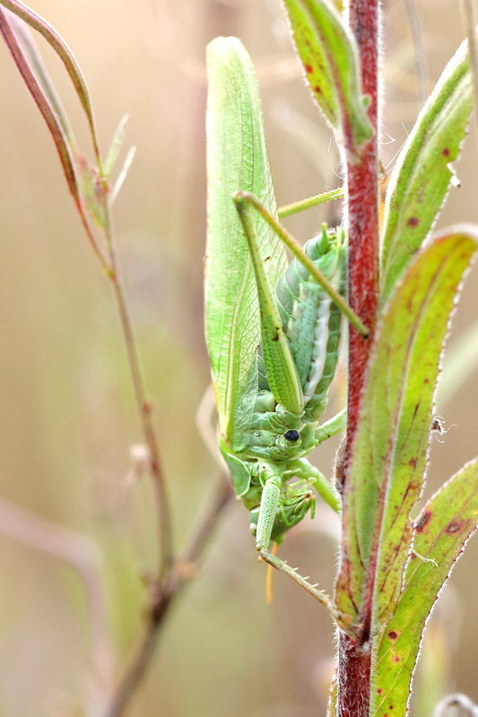 Grote groene sabelsprinkhaan, Tettigonia viridissima zingende ♂