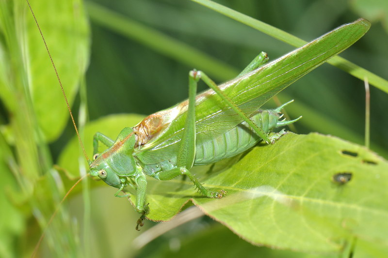 Grote groene sabelsprinkhaan, Tettigonia viridissima ♂
