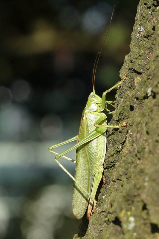 Grote groene sabelsprinkhaan, Tettigonia viridissima ♀