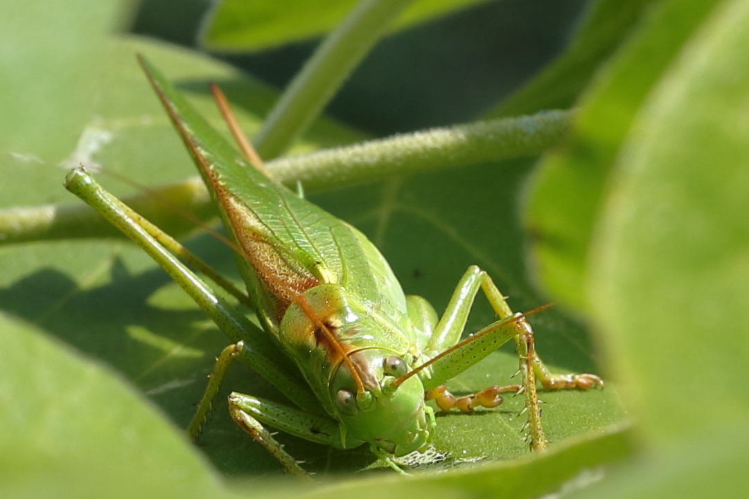 Grote groene sabelsprinkhaan, Tettigonia viridissima ♀ zonnend
