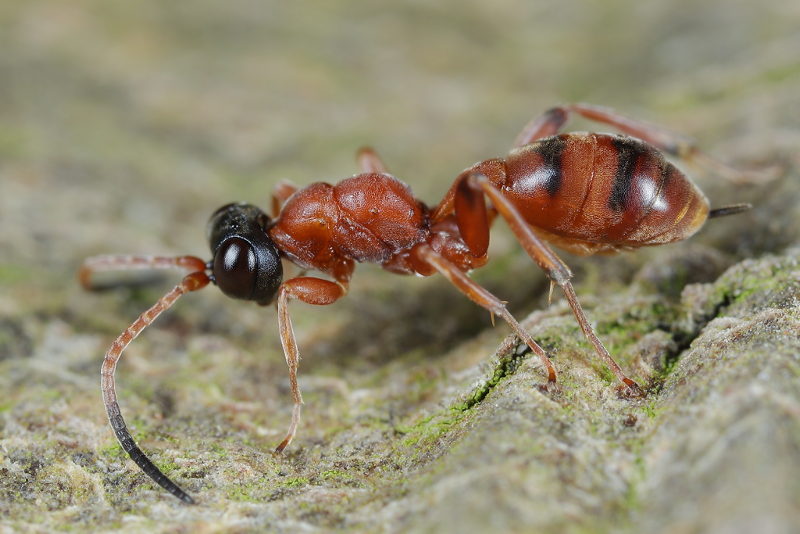 Thaumatogelis spec.