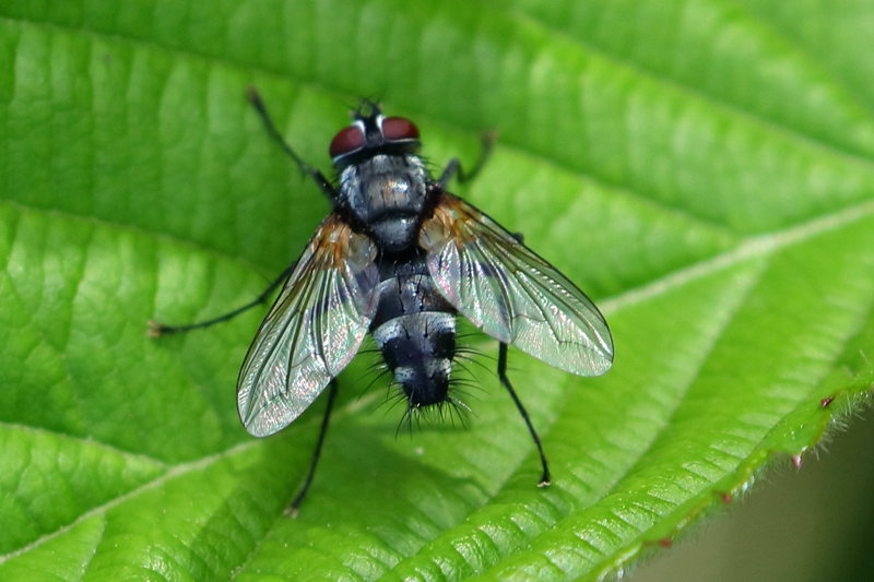Thelaira nigripes
