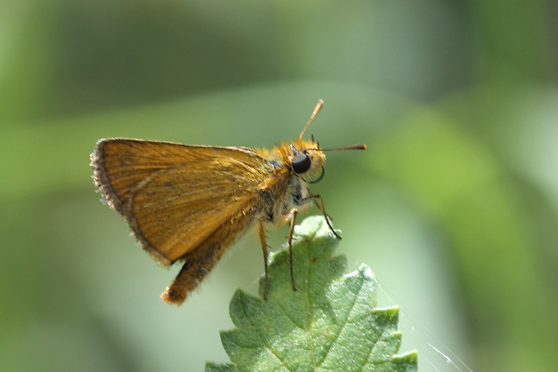 Dwergdikkopje, Thymelicus acteon (BG)