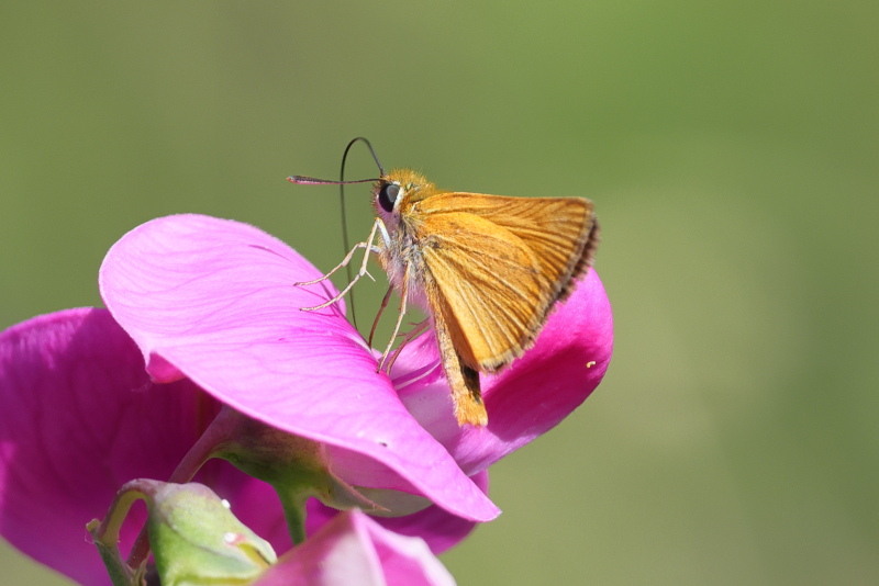 Dwergdikkopje, Thymelicus acteon (E)