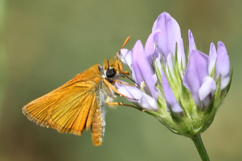 Dwergdikkopje, Thymelicus acteon (E)