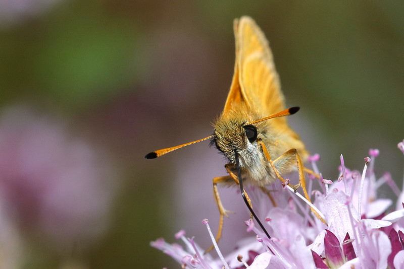 Zwartsprietdikkopje, Thymelicus lineola (NL)