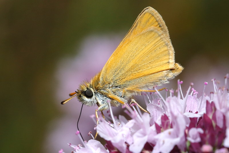 Zwartsprietdikkopje, Thymelicus lineola (NL)