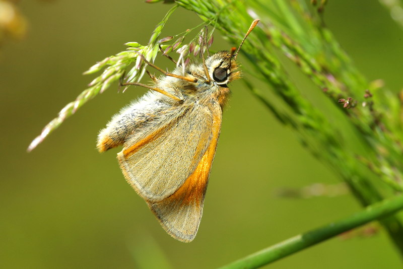 Geelsprietdikkopje, Thymelicus sylvestris (NL)