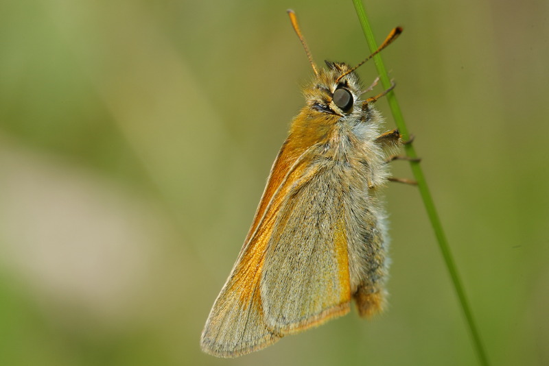 Geelsprietdikkopje, Thymelicus sylvestris (NL)
