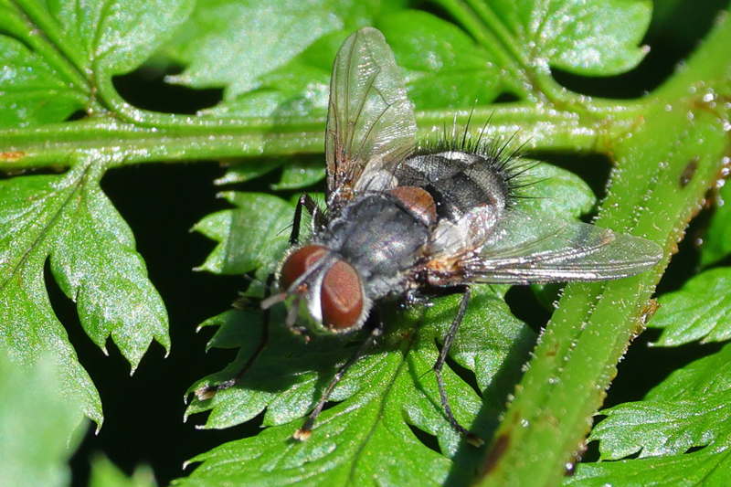 Timavia amoena