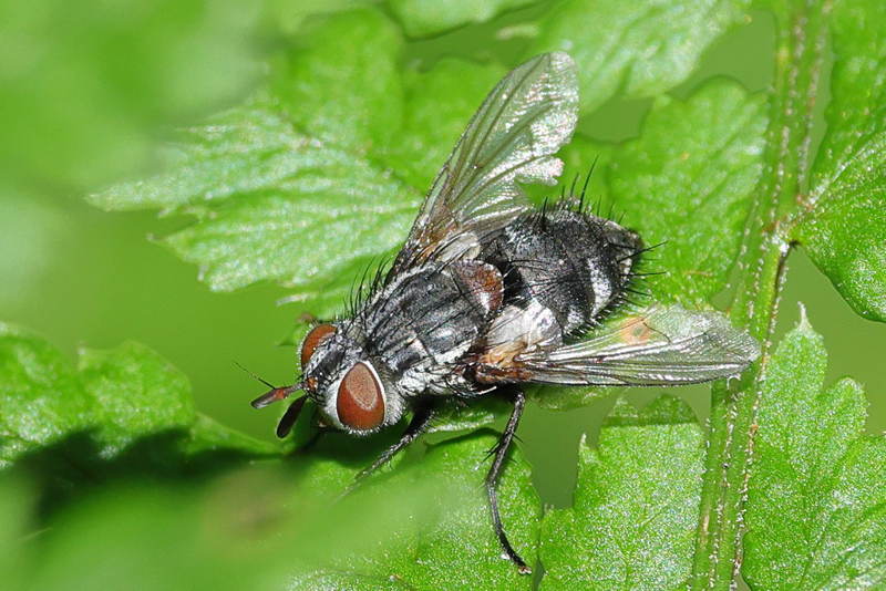 Timavia amoena