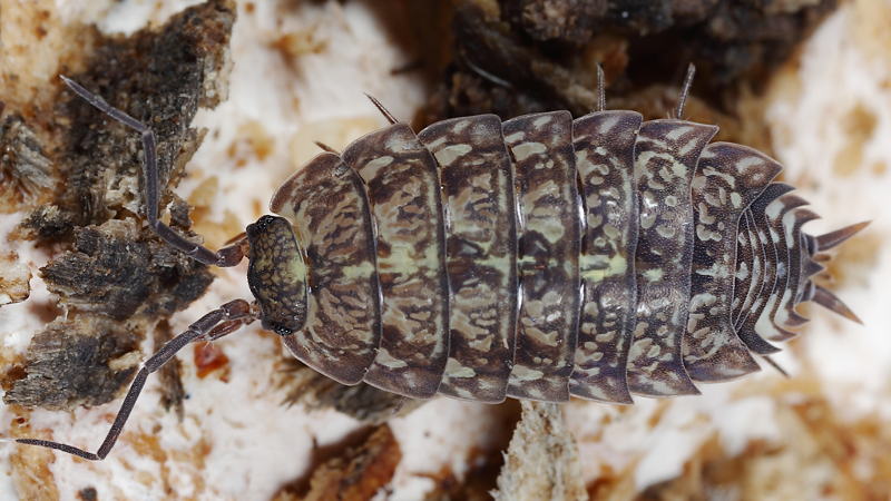 Tiroloscia pyrenaica