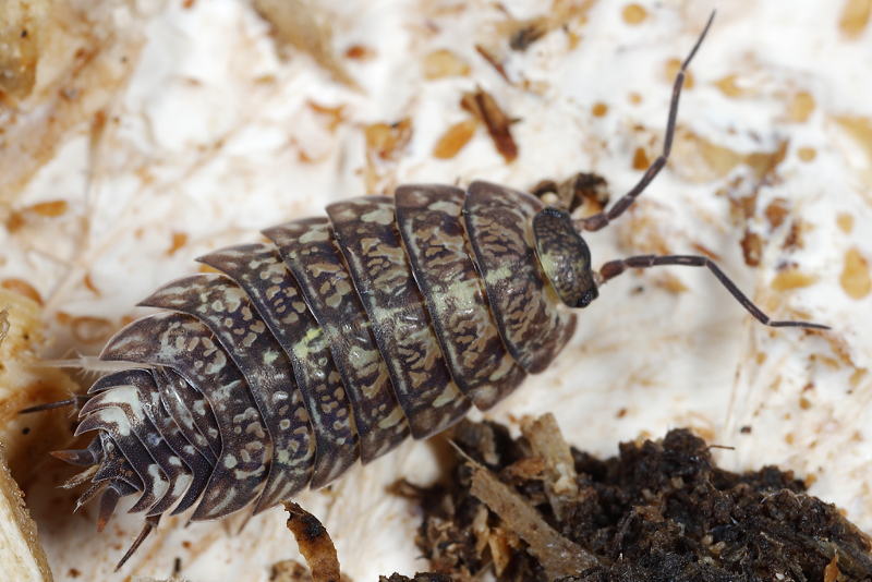 Tiroloscia pyrenaica