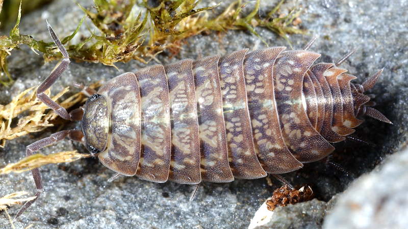 Tiroloscia pyrenaica