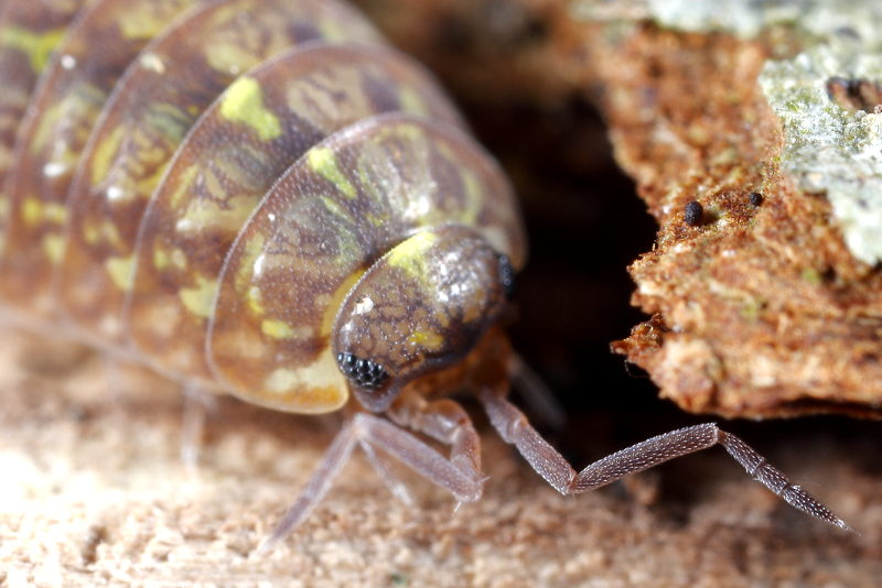 Tiroloscia pyrenaica