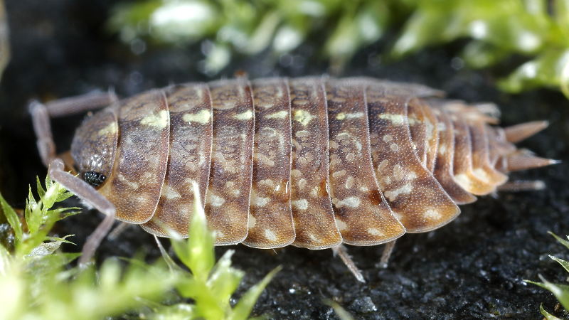 Tiroloscia pyrenaica