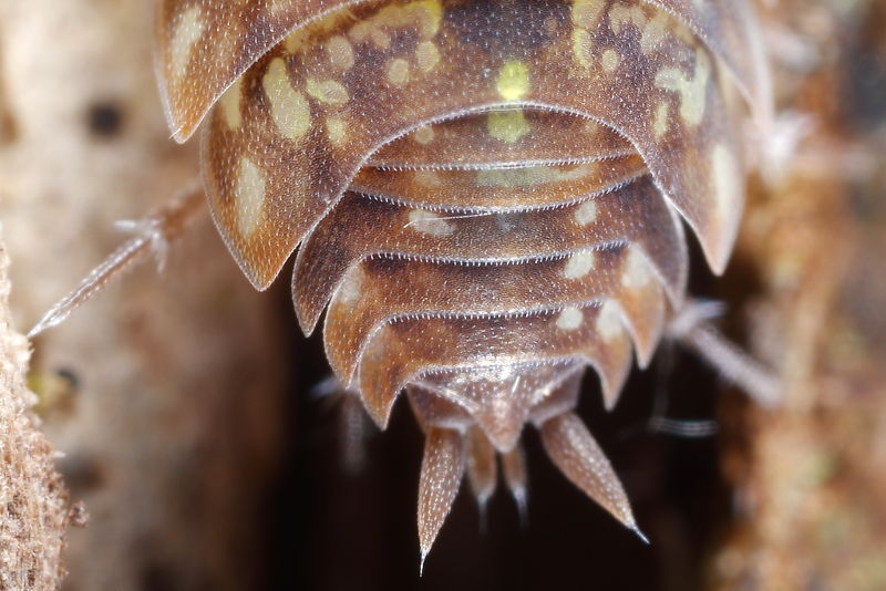 Tiroloscia pyrenaica