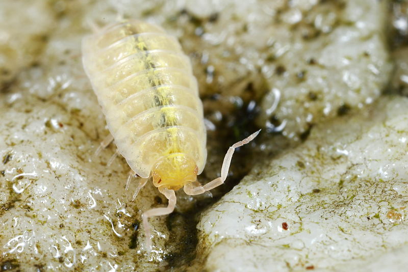 Tiroloscia pyrenaica