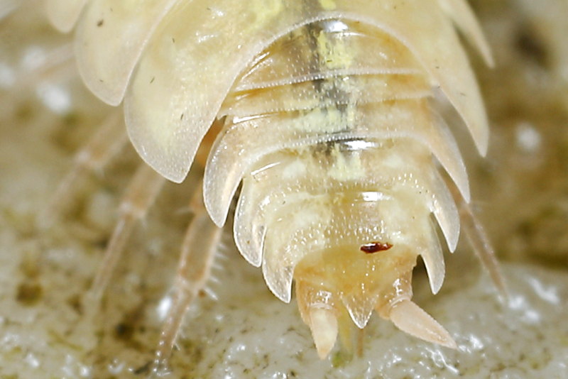 Tiroloscia pyrenaica
