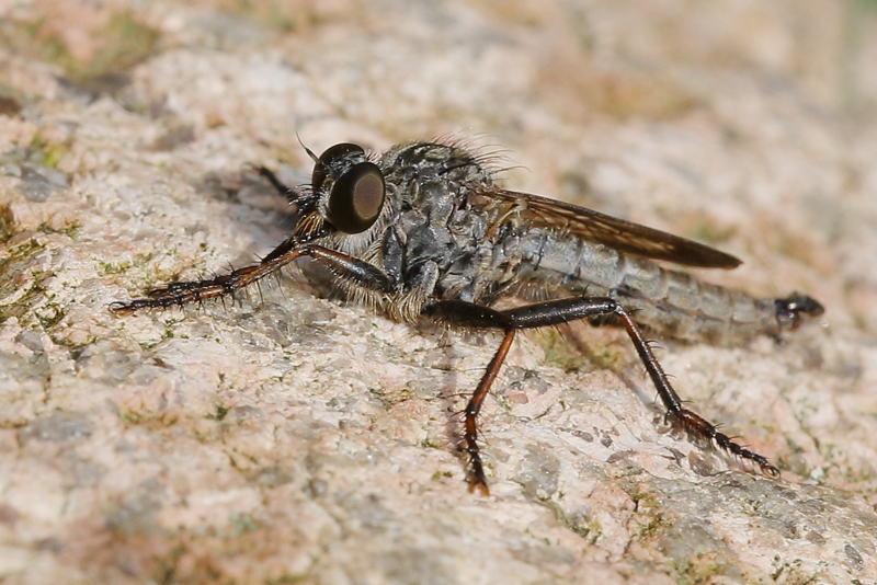 Gewone roofvlieg, Tolmerus atricapillus